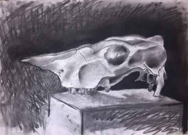 Still Life Cows Skull by Tony Schaefer